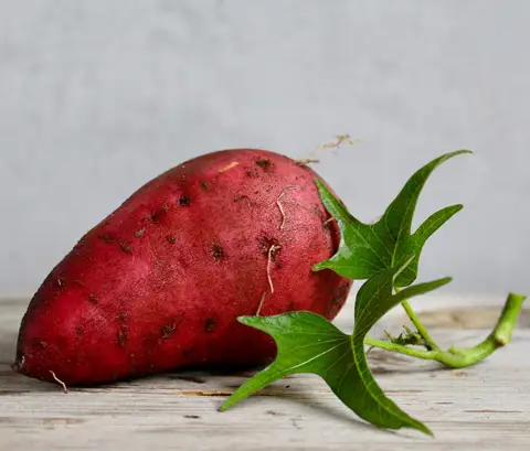 Sweet potato